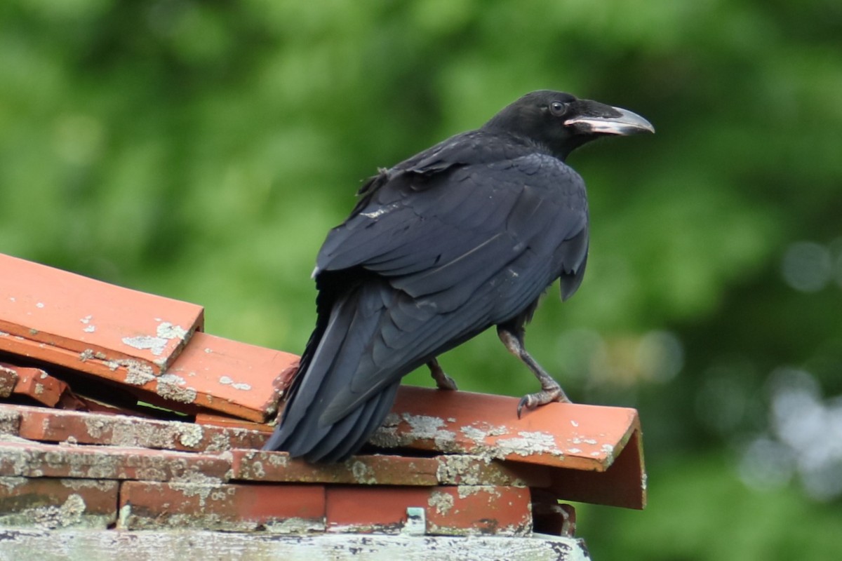 Common Raven - michael vedder