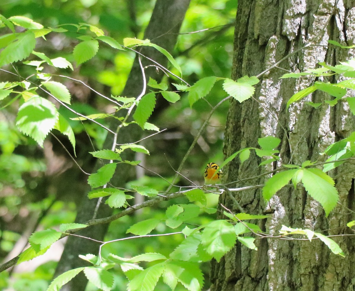 Blackburnian Warbler - Lisa Maier