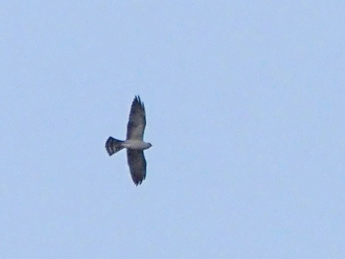 Mississippi Kite - Luc and Therese Jacobs