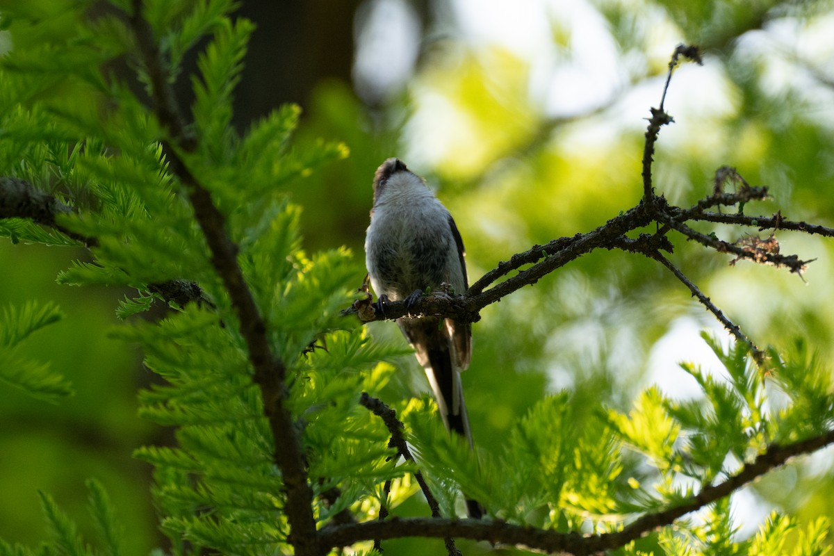 Long-tailed Tit - Fran Kim