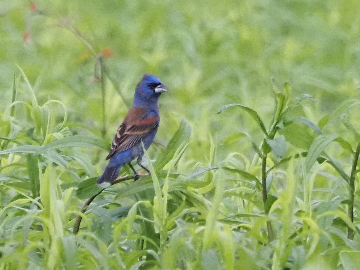 Blue Grosbeak - Luc and Therese Jacobs