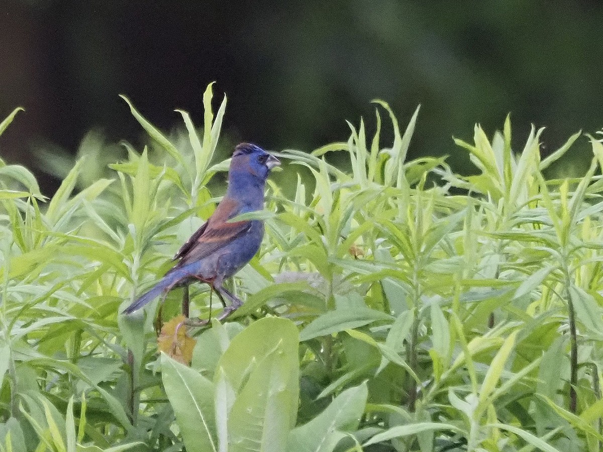 Blue Grosbeak - Luc and Therese Jacobs