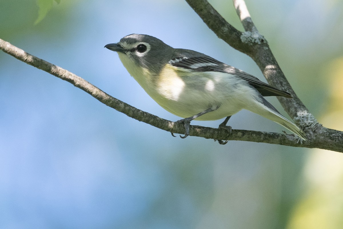 solitary vireo sp. - ML619484852