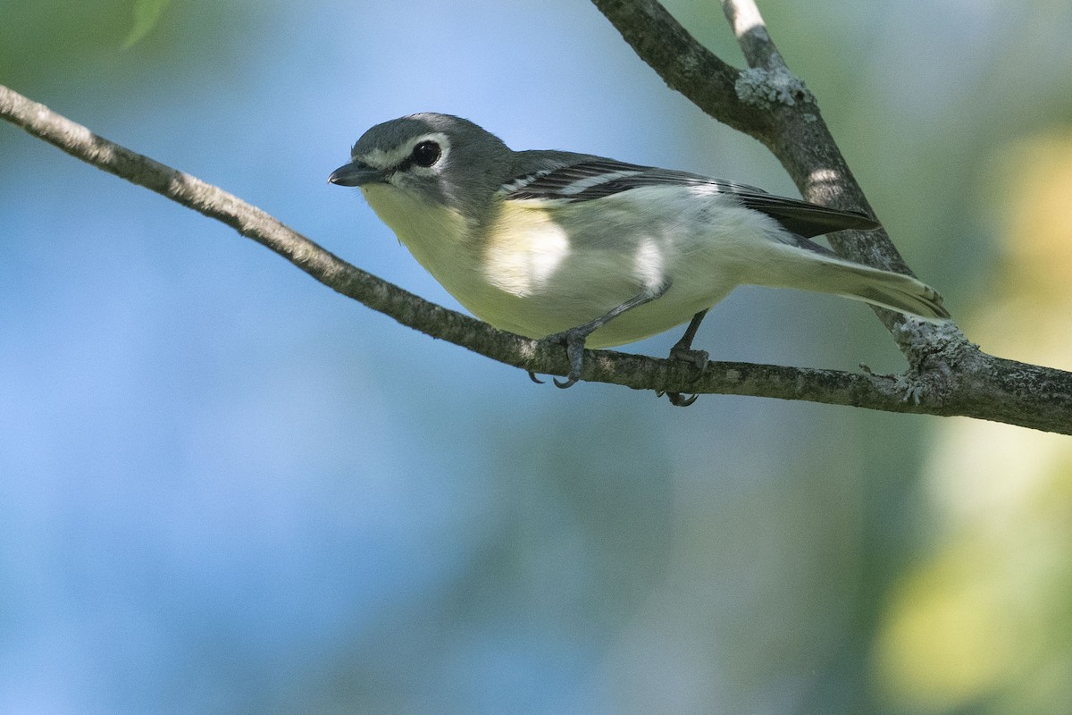 solitary vireo sp. - ML619484853