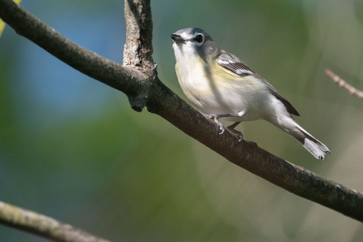 solitary vireo sp. - ML619484854