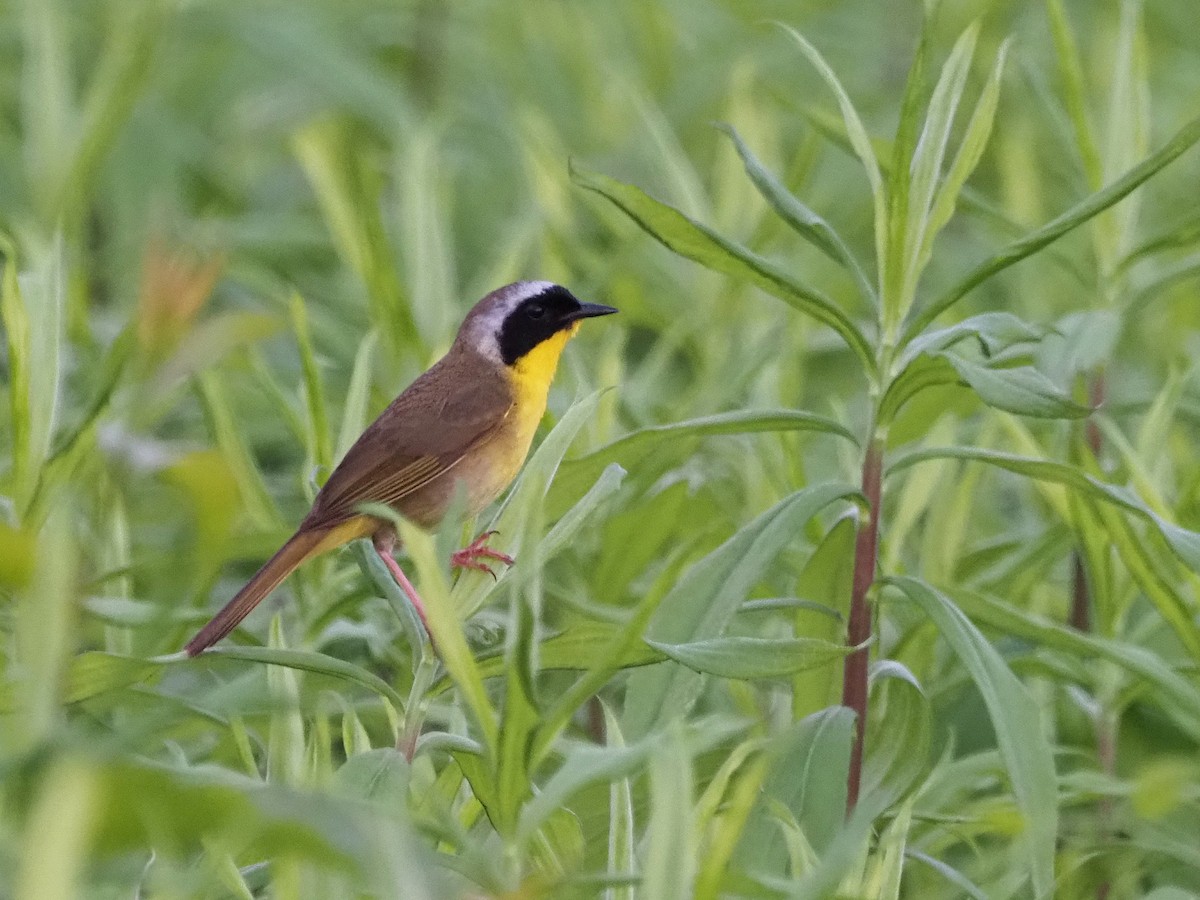 Common Yellowthroat - Luc and Therese Jacobs