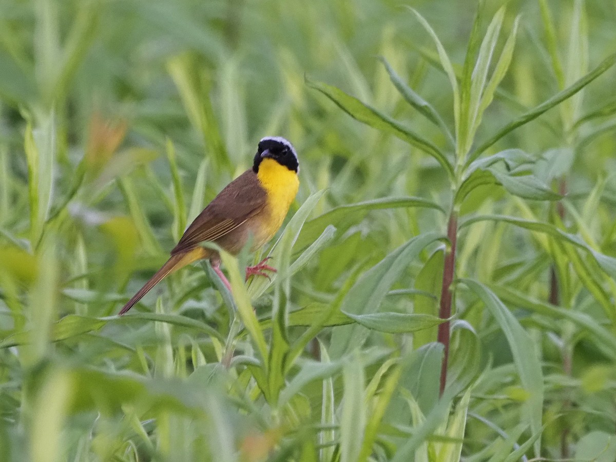 Common Yellowthroat - Luc and Therese Jacobs