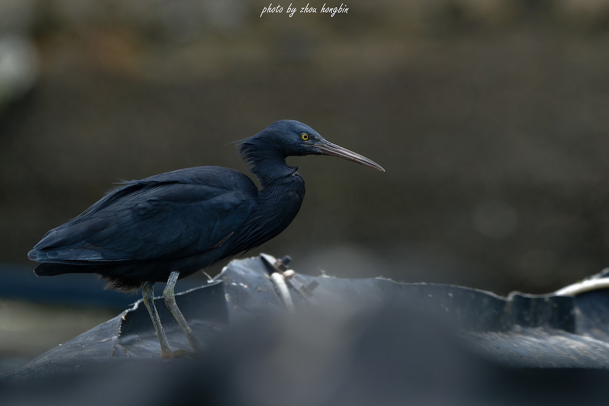 Pacific Reef-Heron - 浙江 重要鸟讯汇整