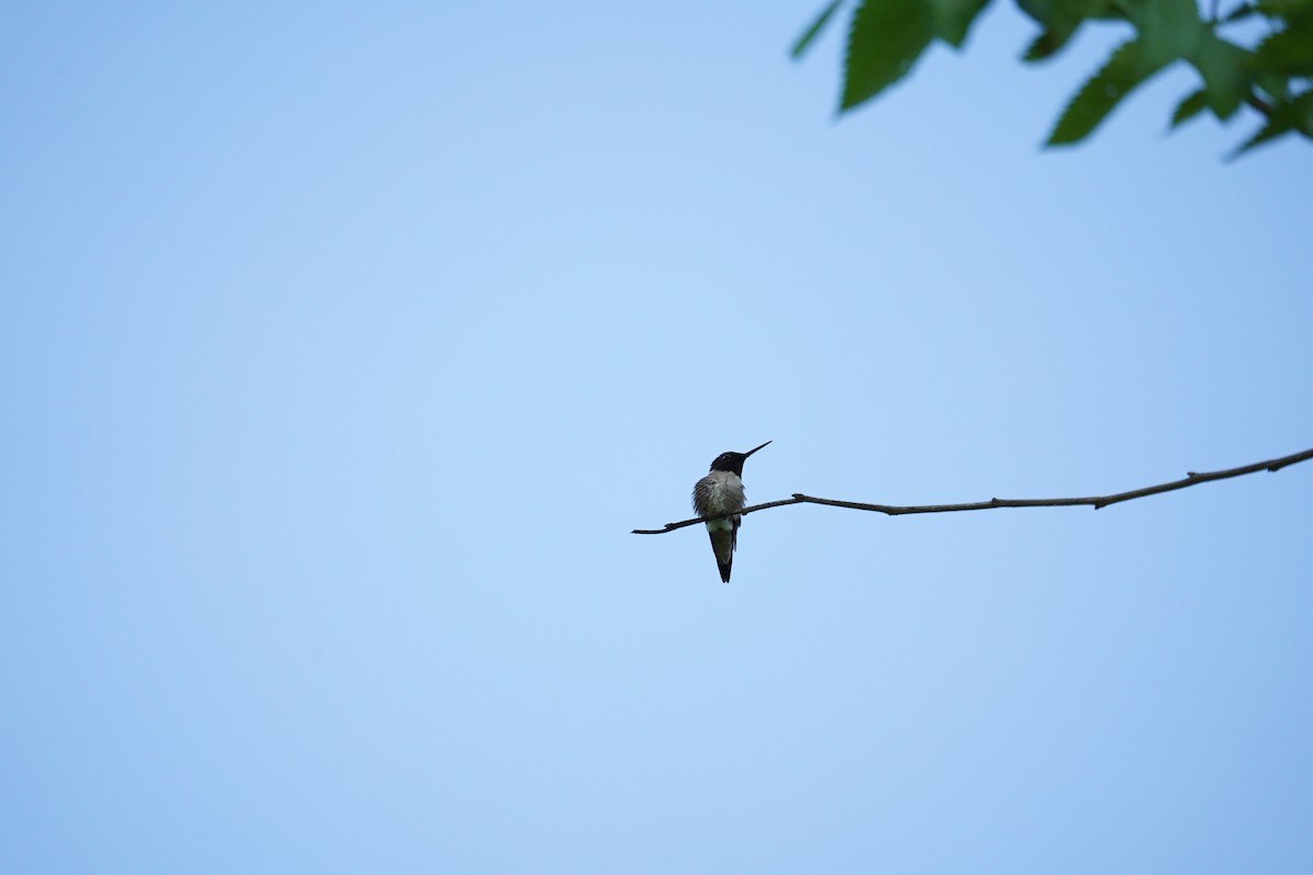 Ruby-throated Hummingbird - ML619484862