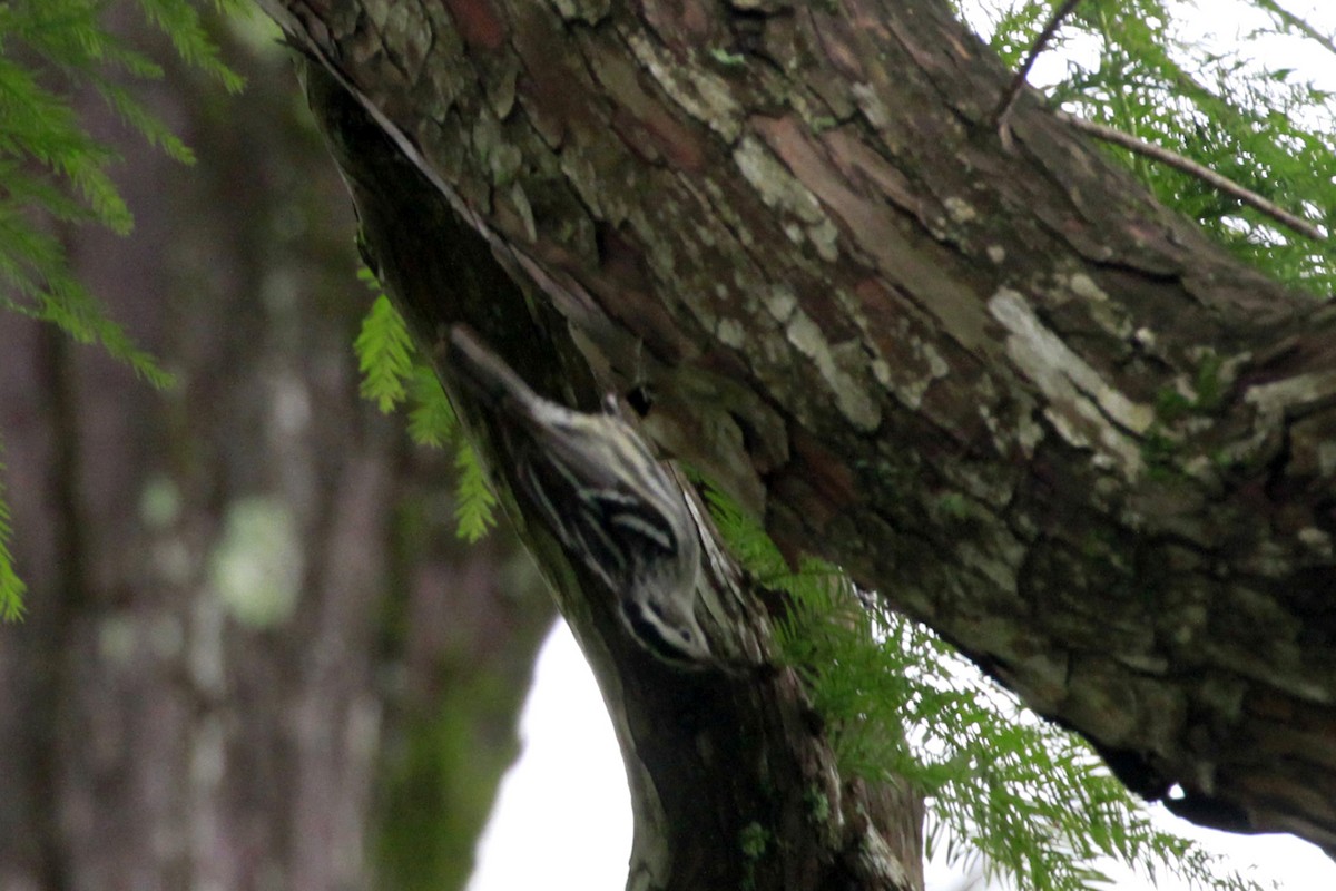 Black-and-white Warbler - Connie Guillory