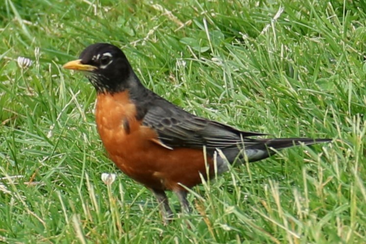 American Robin - michael vedder