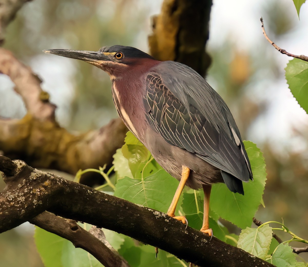 Green Heron - Charlotte Byers