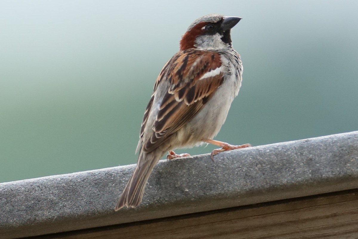 House Sparrow - michael vedder