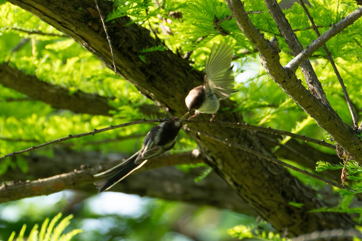 Long-tailed Tit - Fran Kim