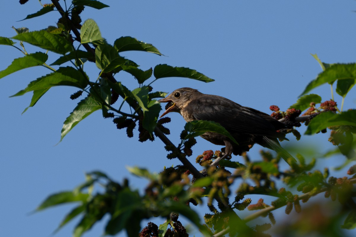 Chinese Blackbird - Fran Kim