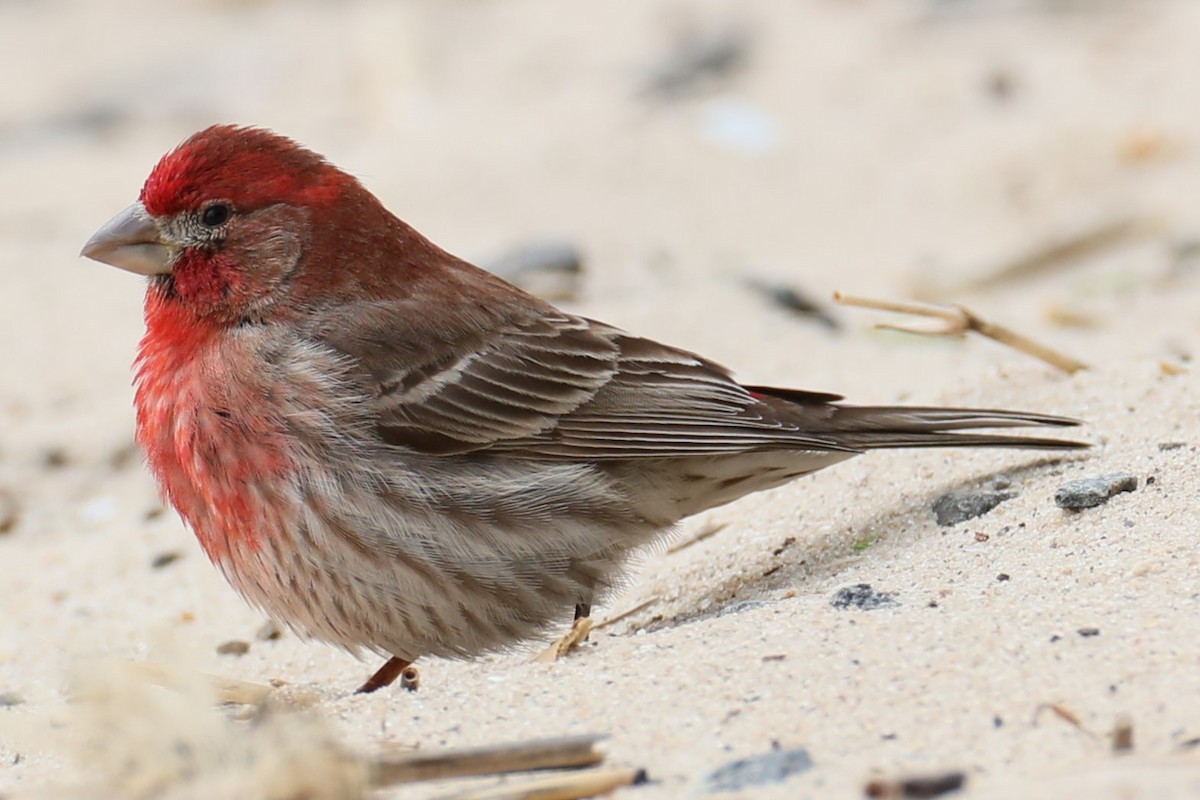 House Finch - michael vedder