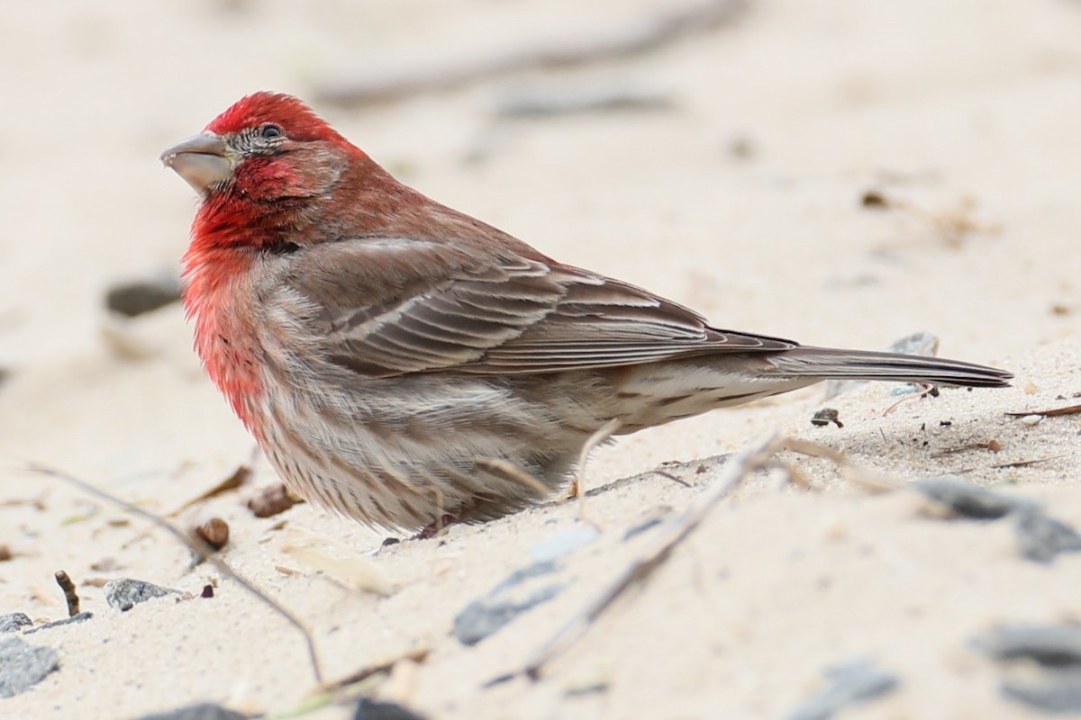 House Finch - michael vedder