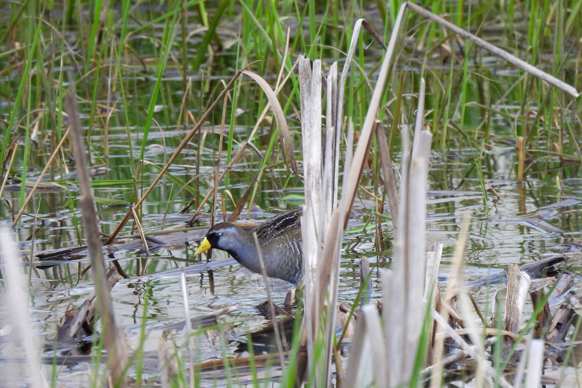 Polluela Sora - ML619484892