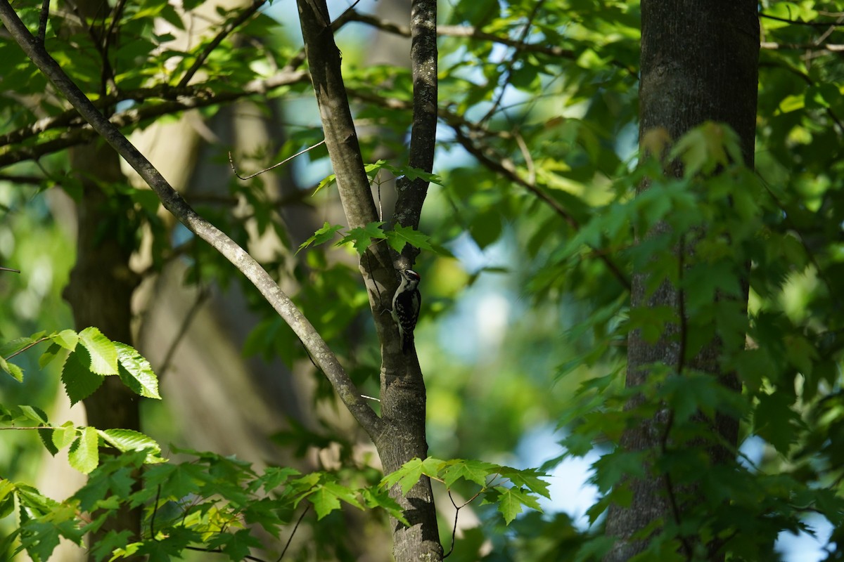 Downy Woodpecker - ML619484898