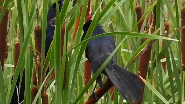 Boat-tailed Grackle - ML619484899