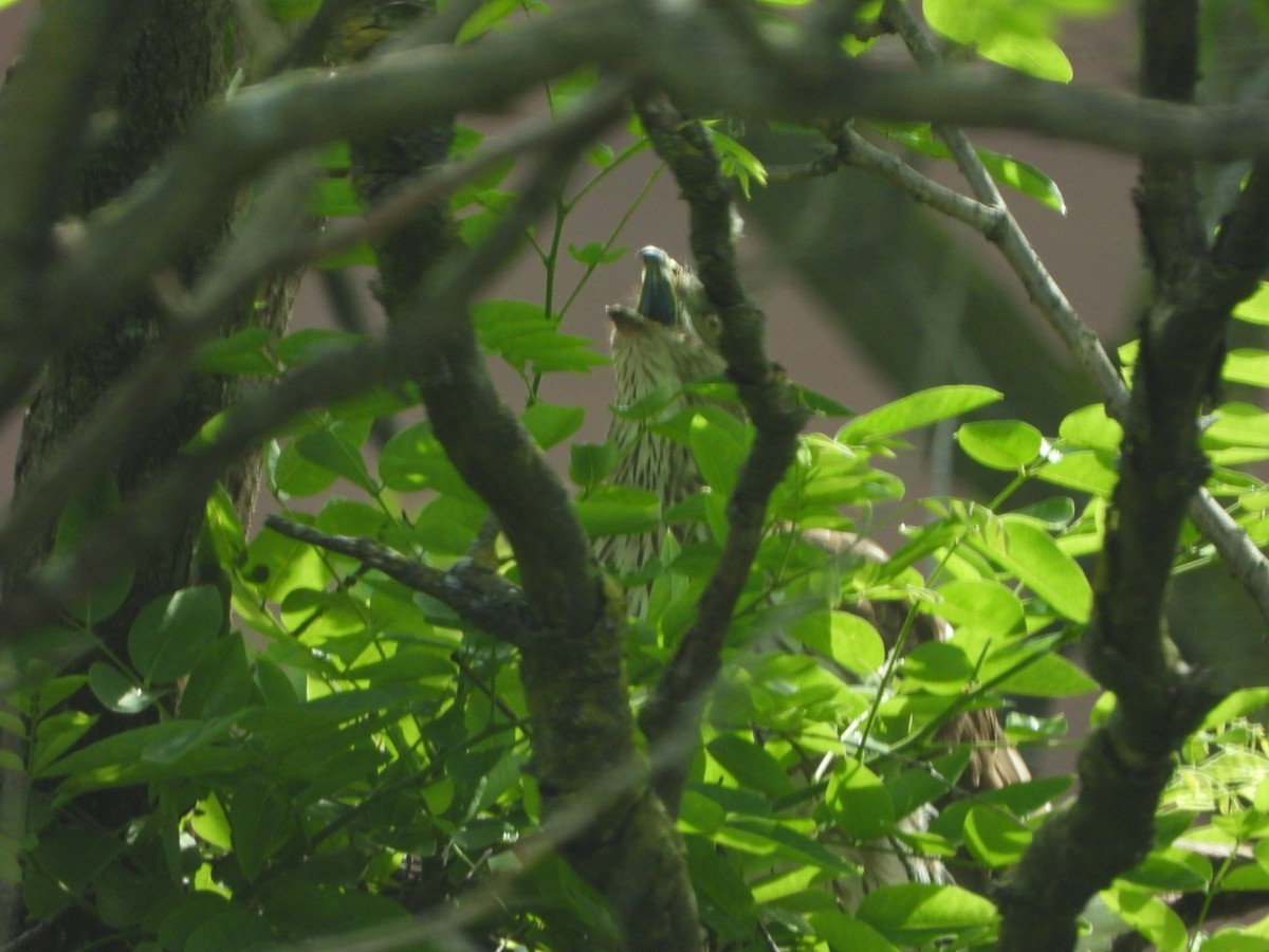 Cooper's Hawk - Mandy Gibson