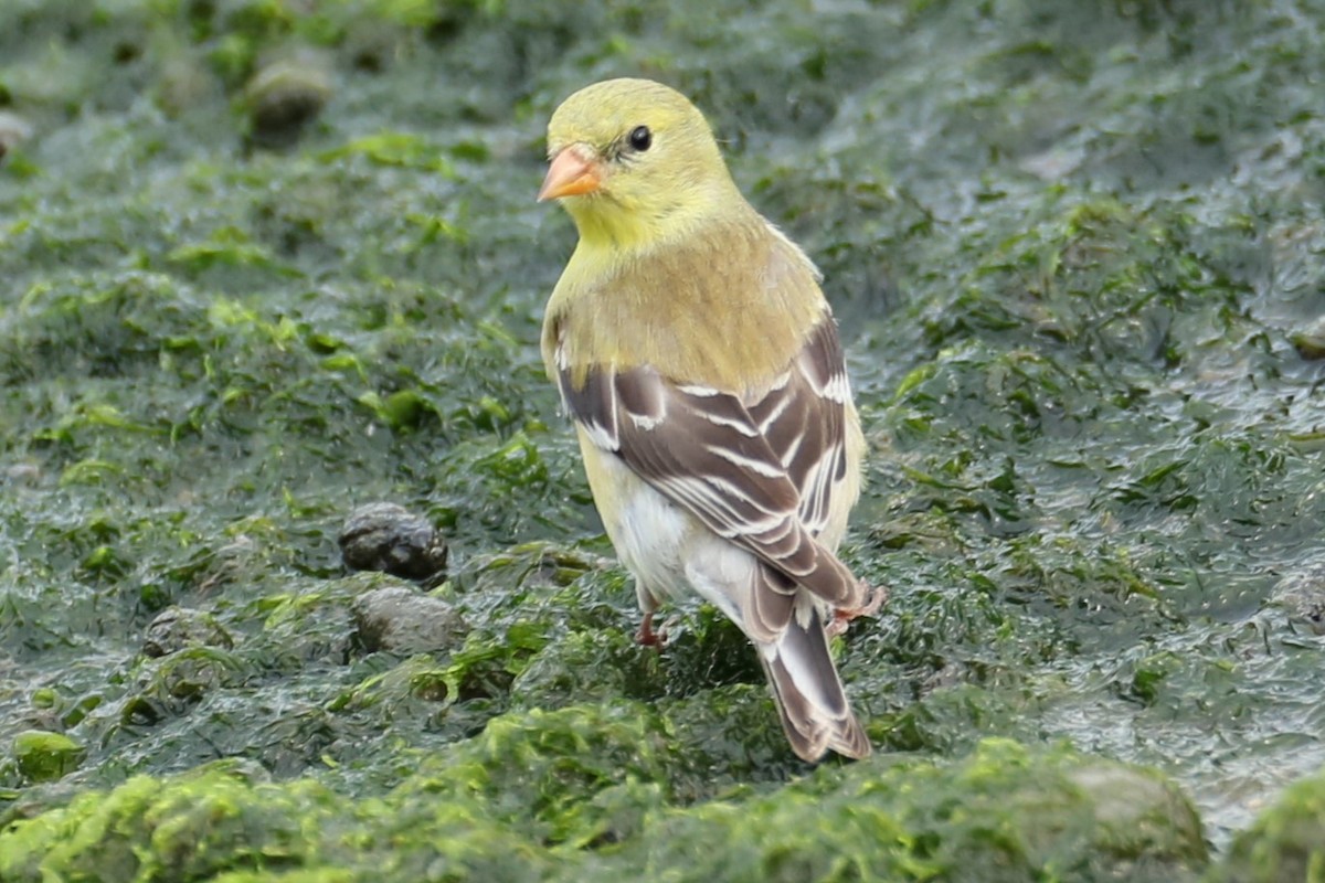 American Goldfinch - michael vedder