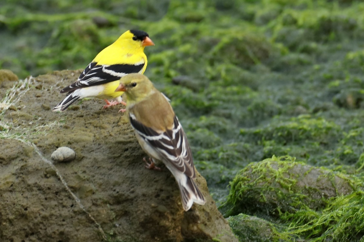 American Goldfinch - michael vedder