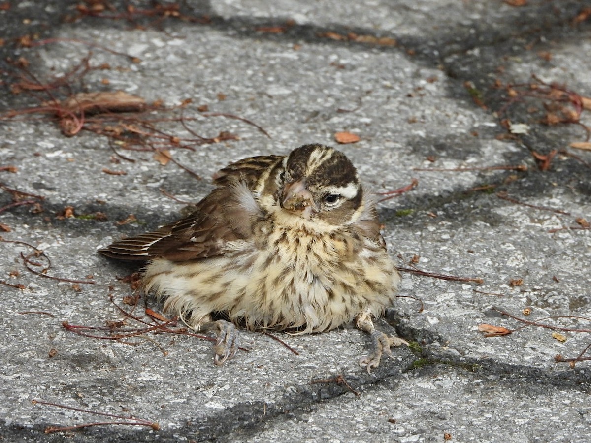 Rose-breasted Grosbeak - ML619484918