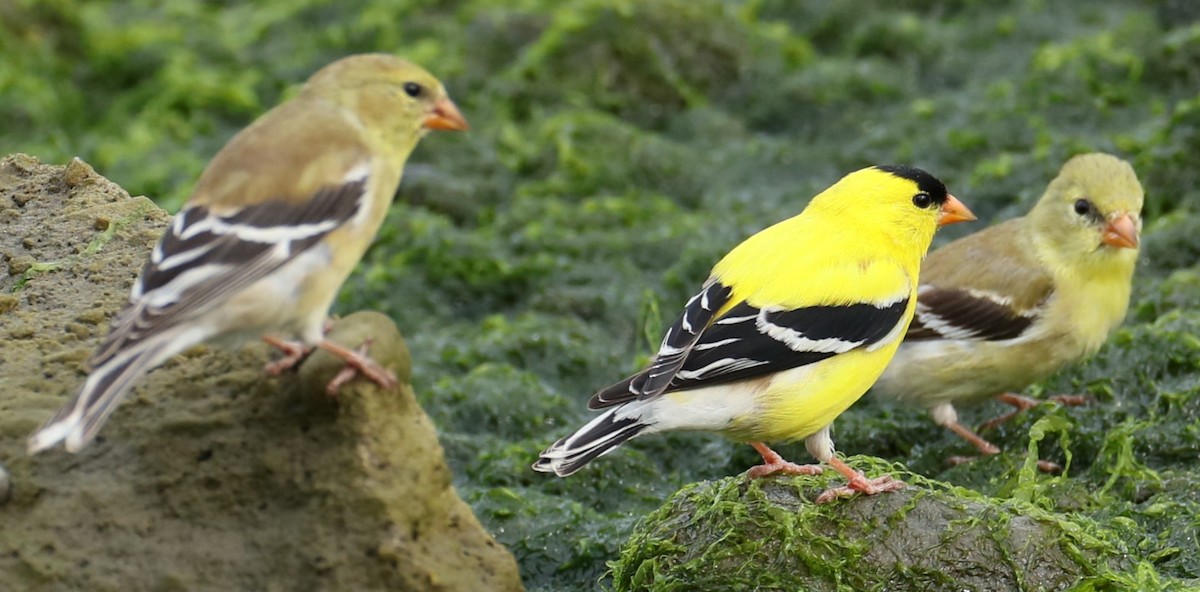 American Goldfinch - michael vedder