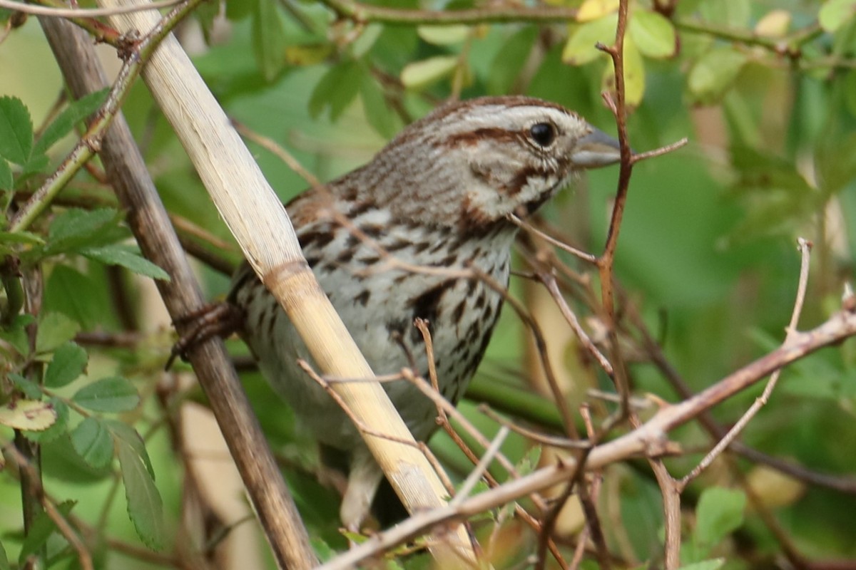 Song Sparrow - michael vedder