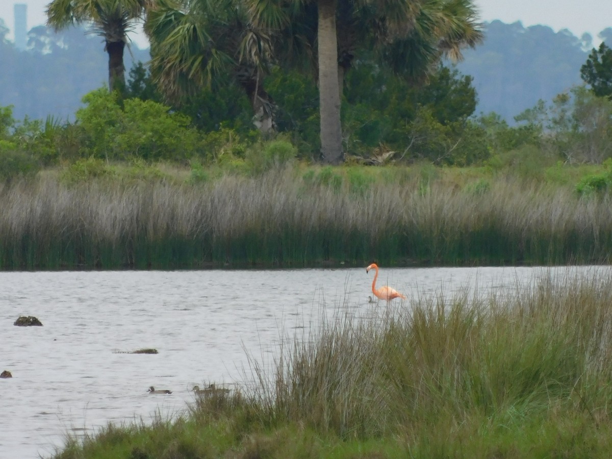 American Flamingo - Kaley Smith
