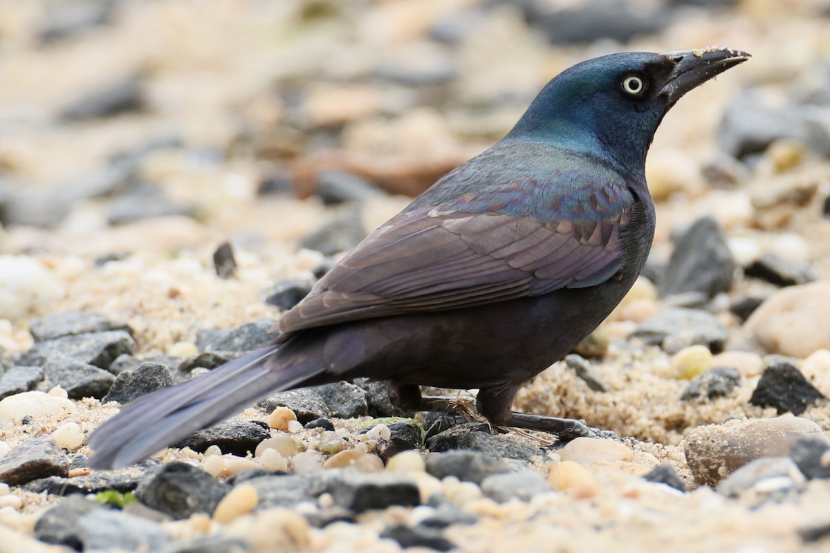 Common Grackle - michael vedder