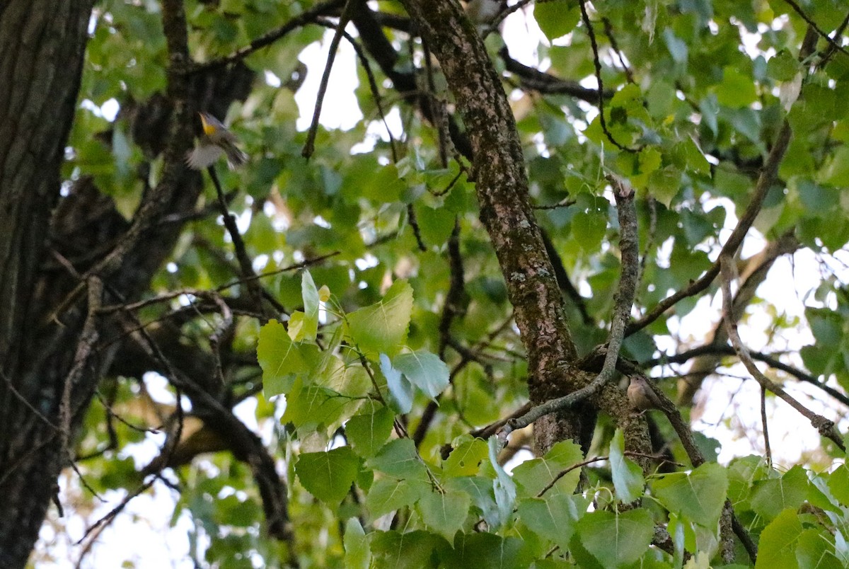 Northern Parula - Lisa Maier