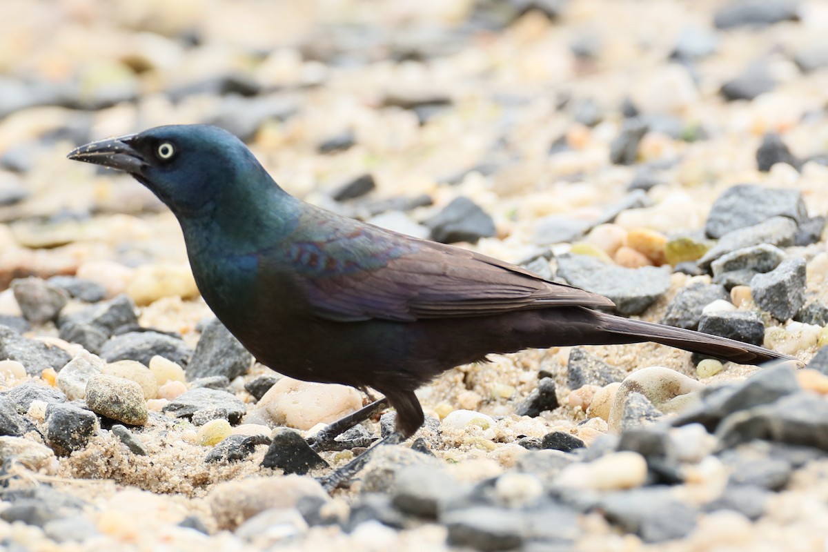 Common Grackle - michael vedder