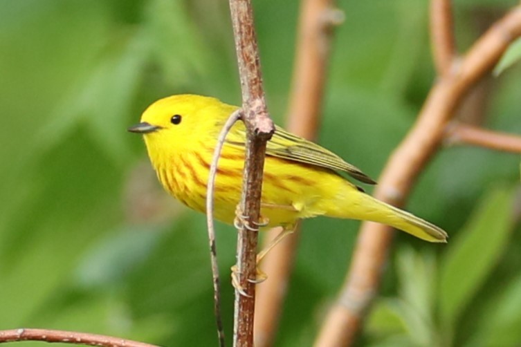 Yellow Warbler - michael vedder