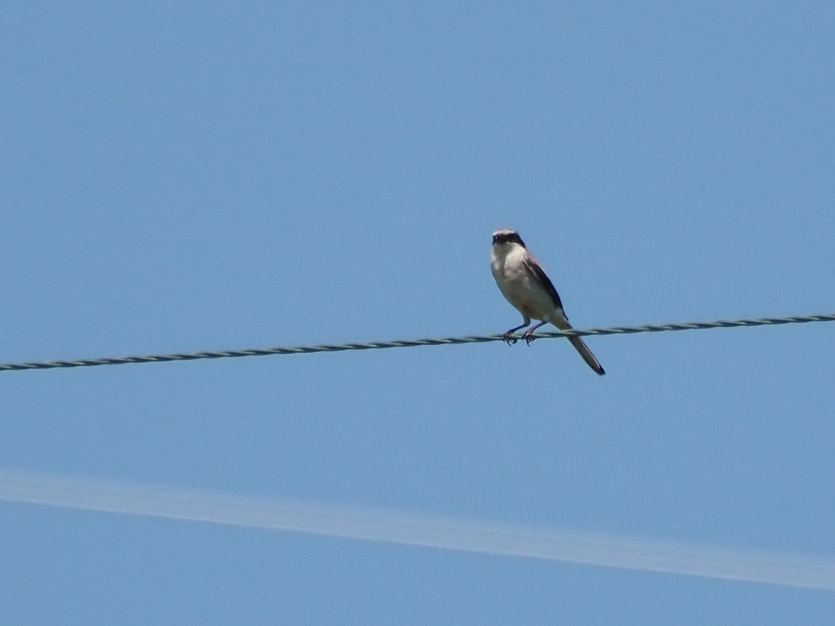 Loggerhead Shrike - Luc and Therese Jacobs