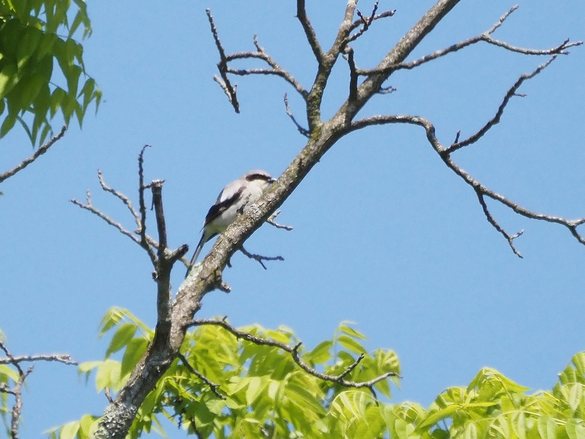 Loggerhead Shrike - Luc and Therese Jacobs