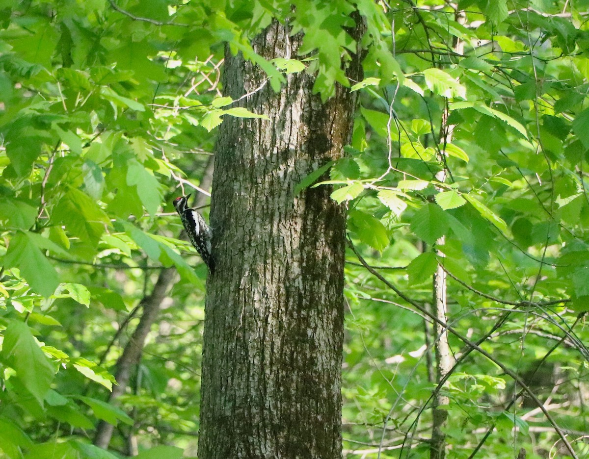 Yellow-bellied Sapsucker - ML619484962