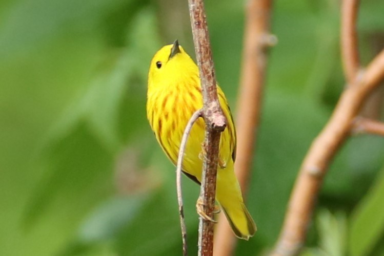 Yellow Warbler - michael vedder