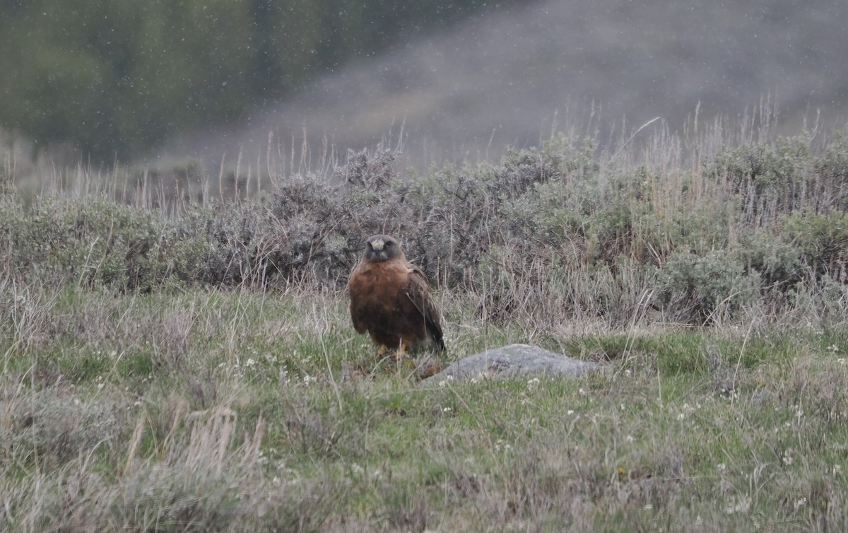 Swainson's Hawk - Paul Linton