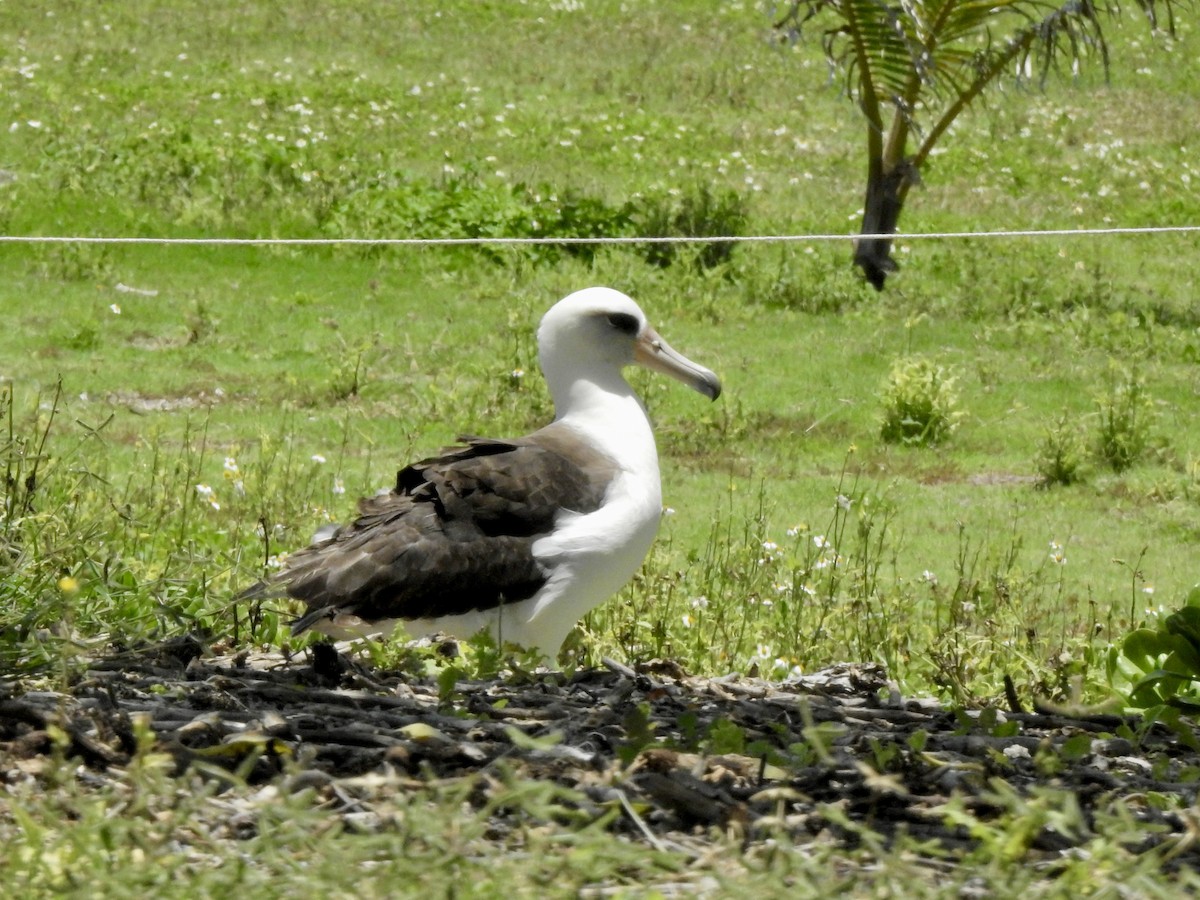 Albatros de Laysan - ML619484974