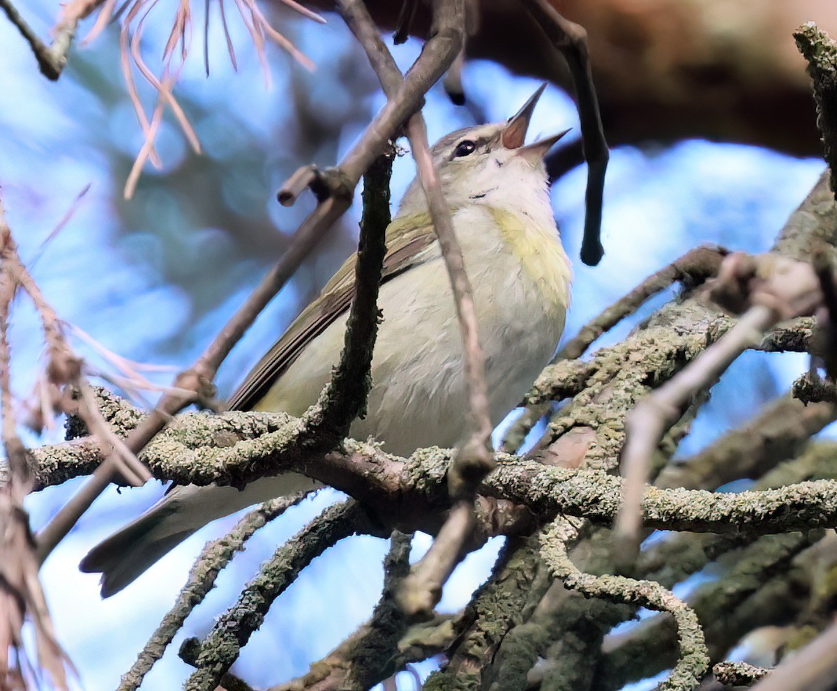 Kızıl Gözlü Vireo - ML619484987