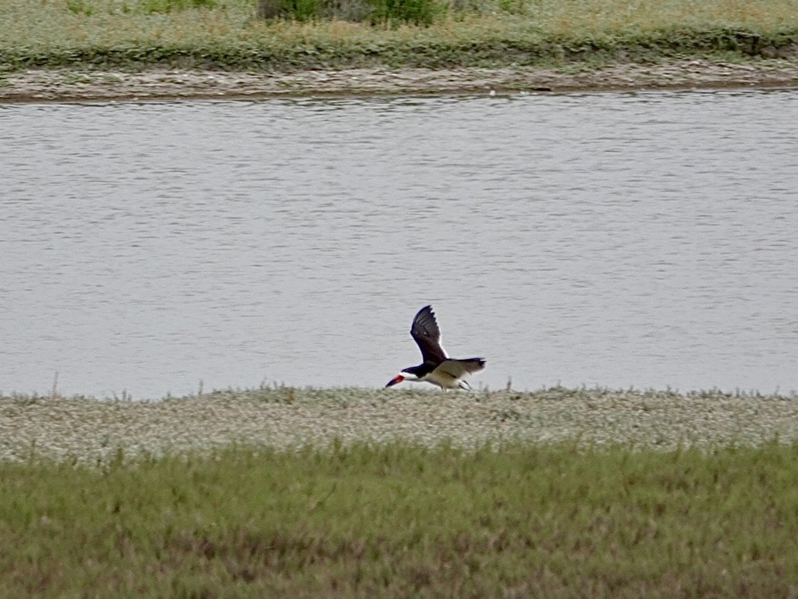 Black Skimmer - Brian Daniels