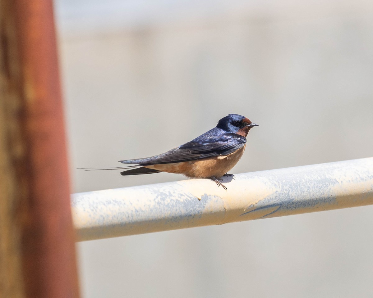 Barn Swallow (American) - ML619485005