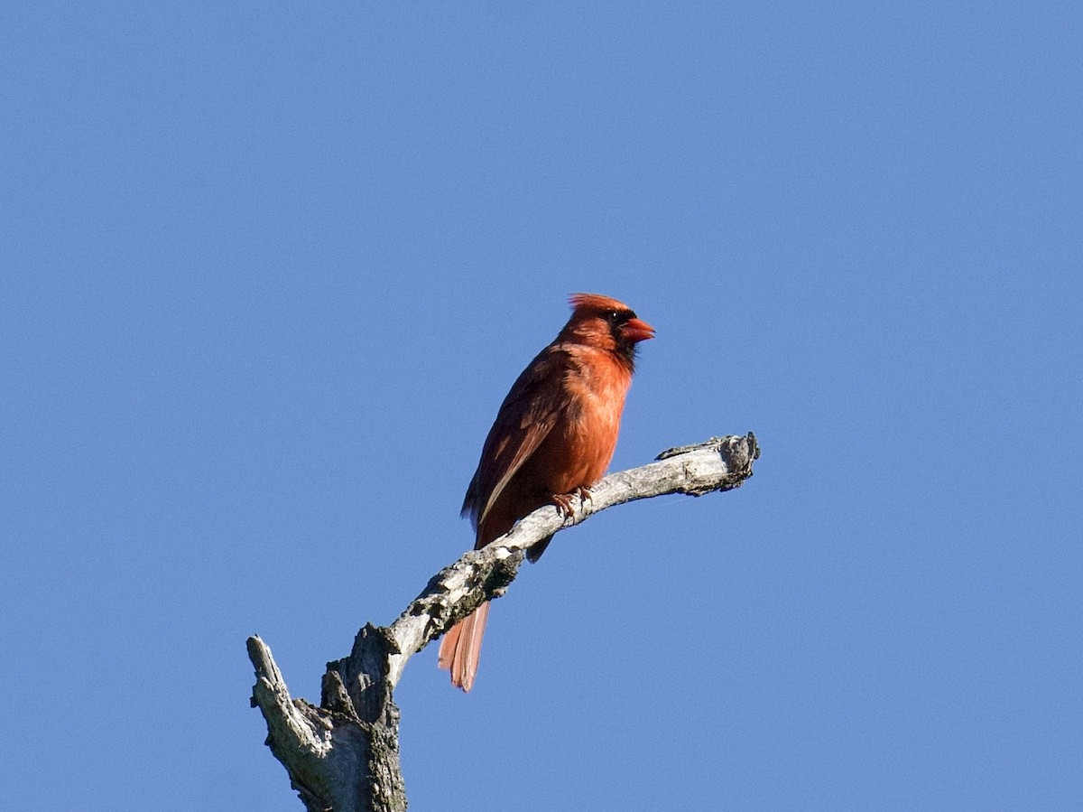 Northern Cardinal - Julia Gross