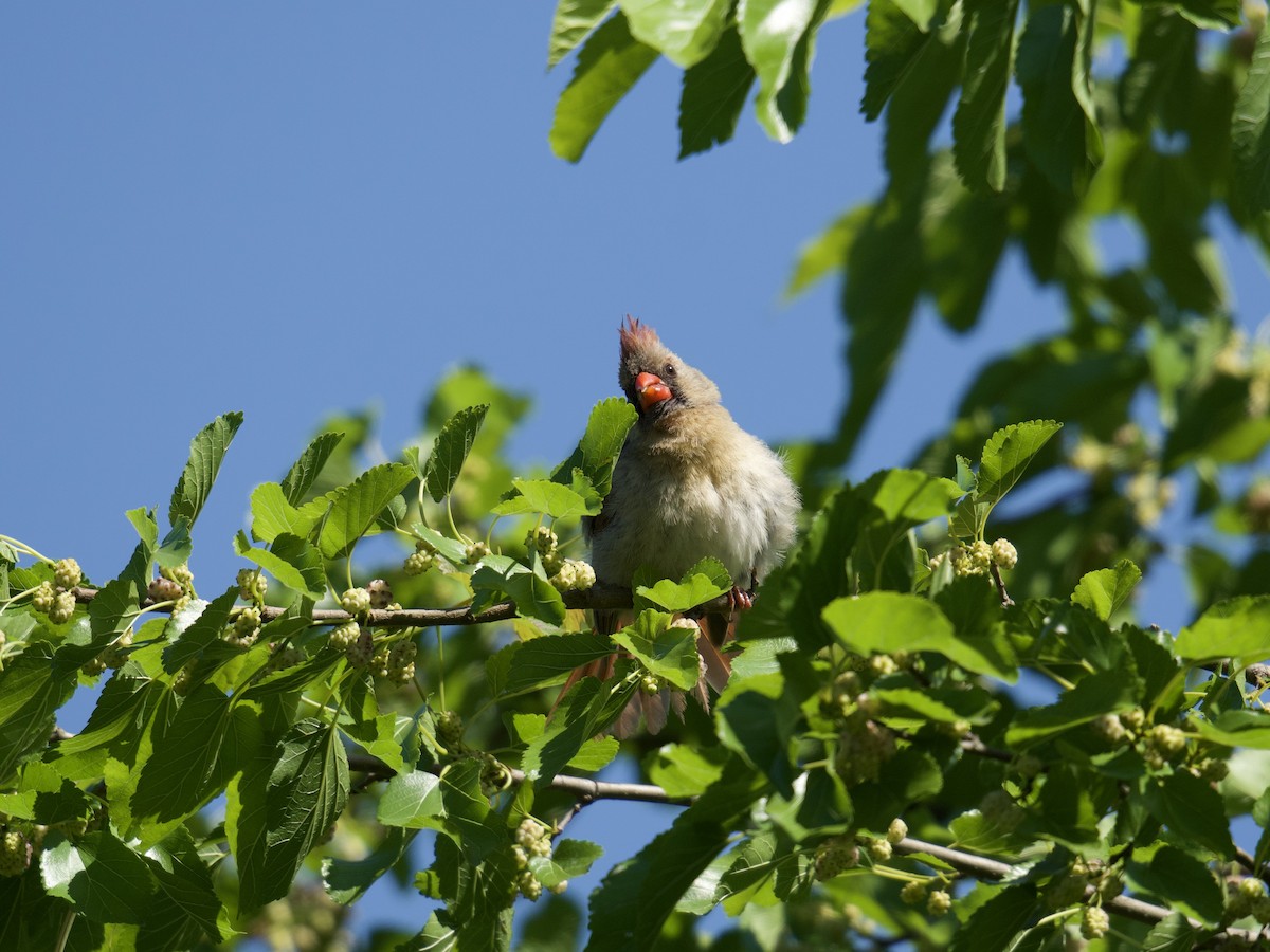 Northern Cardinal - Julia Gross