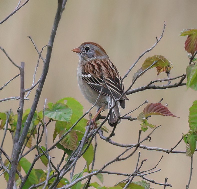 Field Sparrow - Charlotte Byers