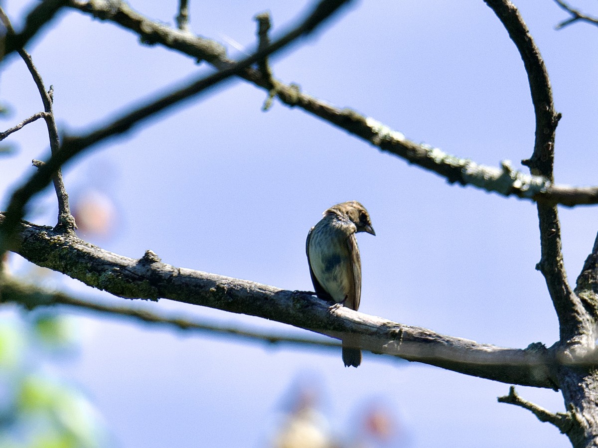 Indigo Bunting - Julia Gross