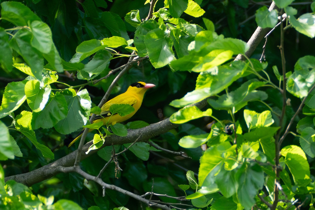 Black-naped Oriole - Fran Kim