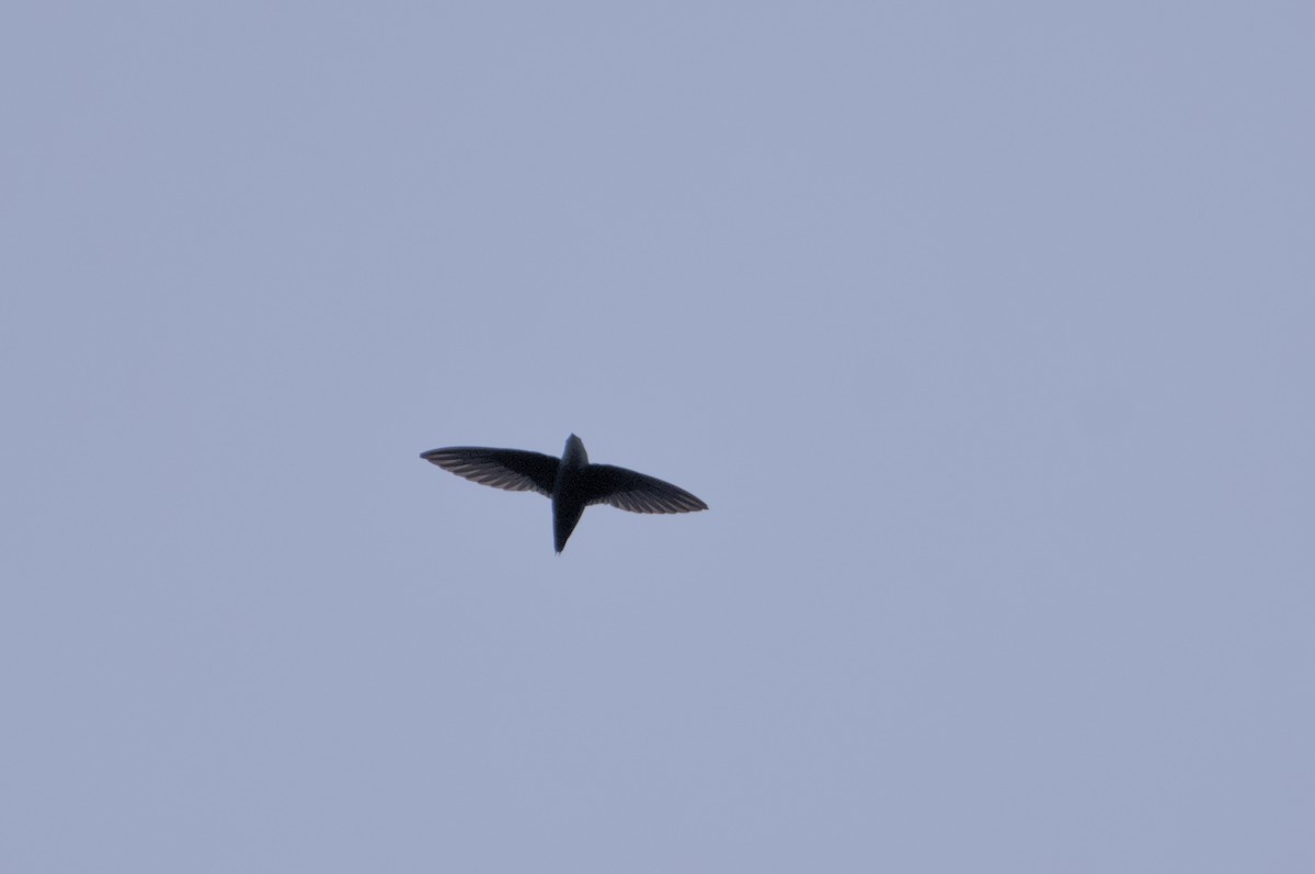 Chimney Swift - ML619485033